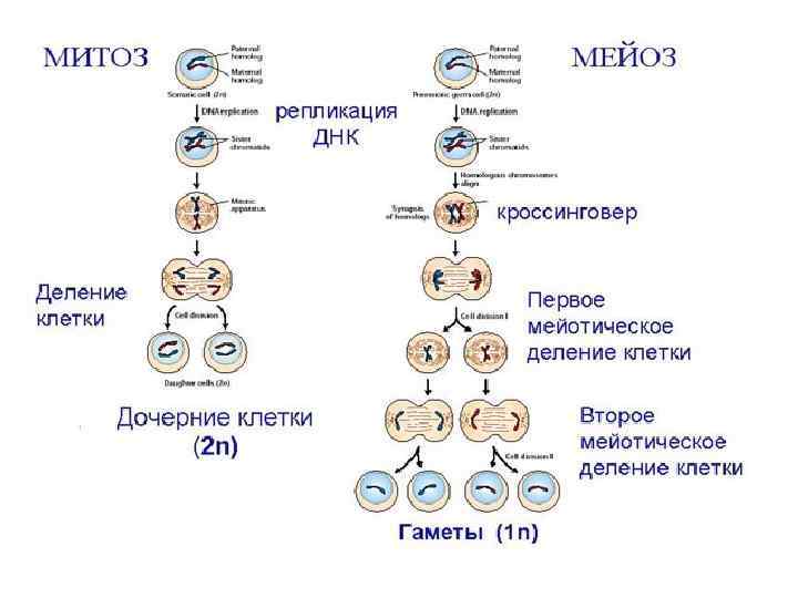 Сравнение митоза и мейоза 