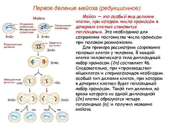 Процесс строения и деления клетки презентация