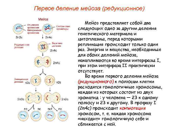 1 жизненный цикл клетки митоз
