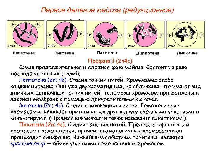 Мейоз план конспект