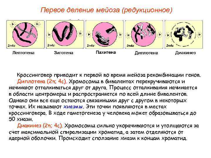 Ход мейоза