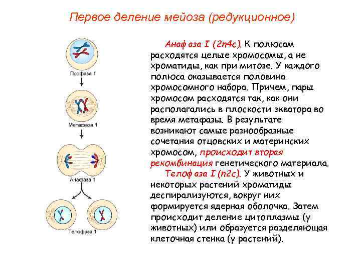 Первое деление мейоза (редукционное) Анафаза I (2 n 4 с). К полюсам расходятся целые