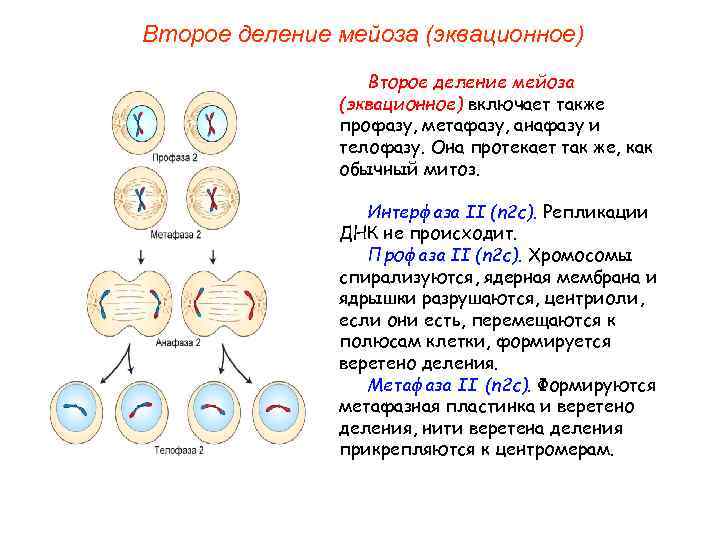Второе деление мейоза процессы. 2 Деления мейоза редукционное и эквационное. Анафаза 2 мейотического деления. Мейоз 2. Мейоз 2 эквационное деление.