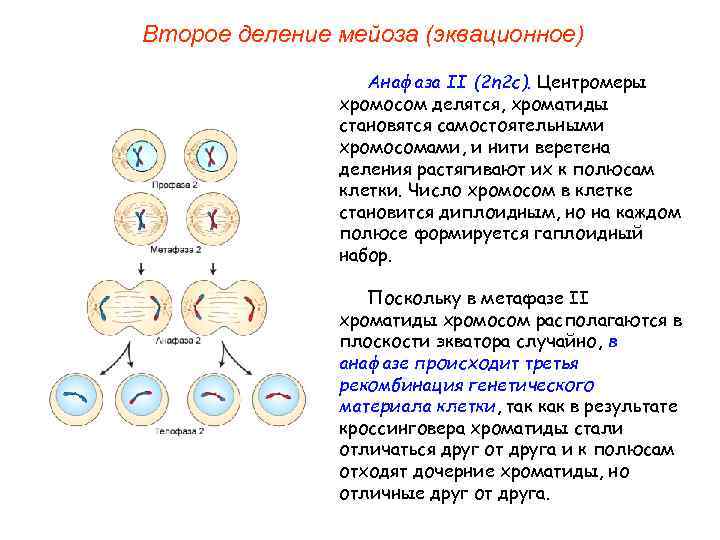 Деление клеток спорангия мейозом. Количество хромосом при митозе и мейозе таблица. Схема митоза 2n. Деление клетки мейоз схема. Митоз и мейоз стадии деления.