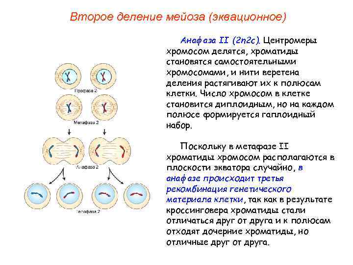 Мейоз схема с хромосомным набором