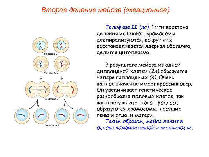 Второе деление мейоза (эквационное) Телофаза II (nс). Нити веретена деления исчезают, хромосомы деспирализуются, вокруг