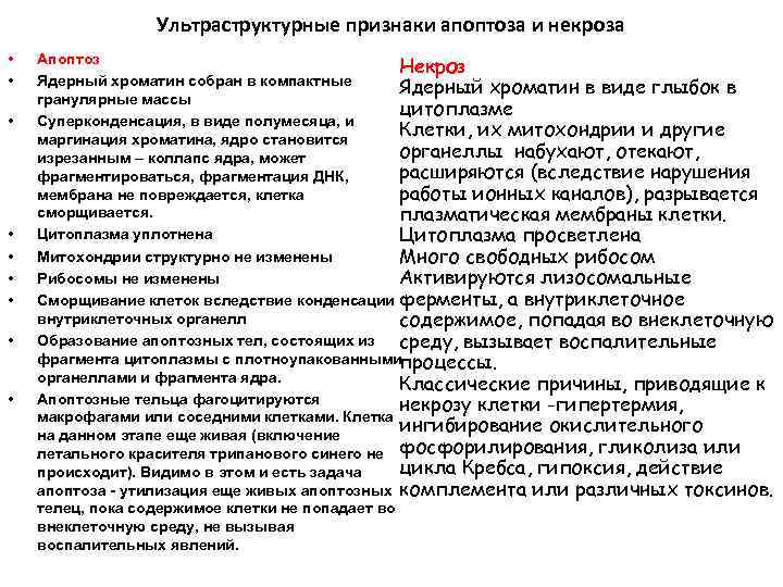 Ультраструктурные признаки апоптоза и некроза • • • Апоптоз Некроз Ядерный хроматин собран в
