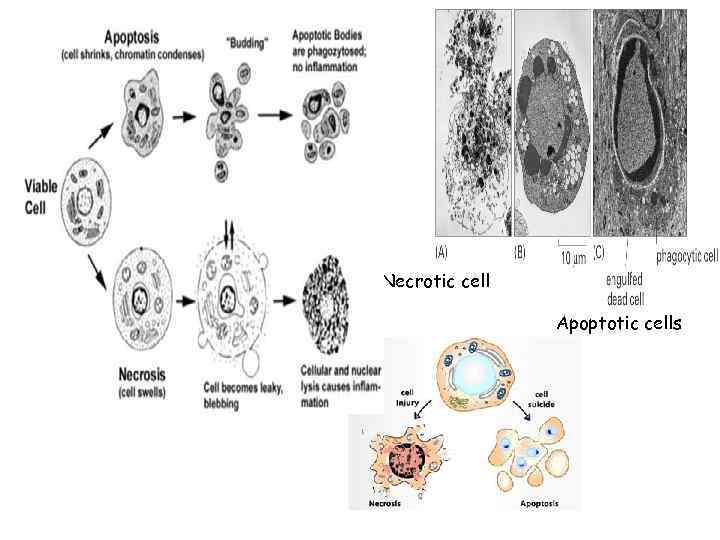 Necrotic cell Apoptotic cells 