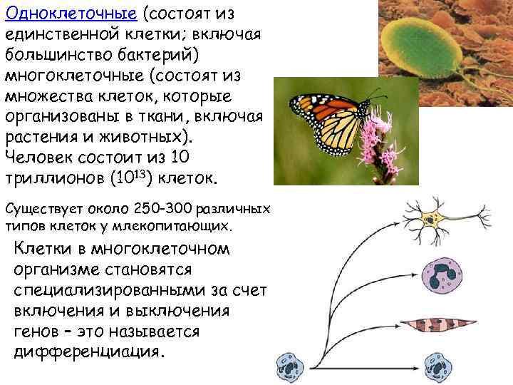 Одноклеточные (состоят из единственной клетки; включая большинство бактерий) многоклеточные (состоят из множества клеток, которые