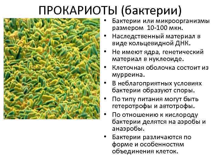 ПРОКАРИОТЫ (бактерии) • Бактерии или микроорганизмы размером 10 -100 мкн. • Наследственный материал в