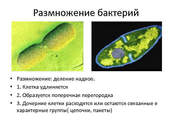 Вегетативные бактерии