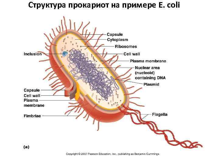 Структура прокариот на примере E. coli 
