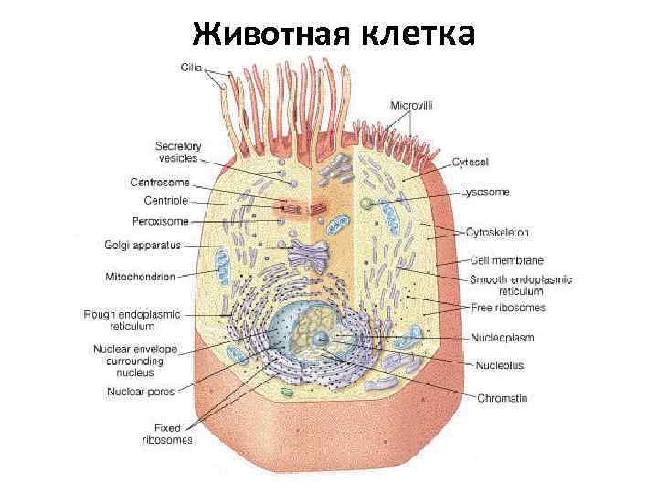 Животная клетка 