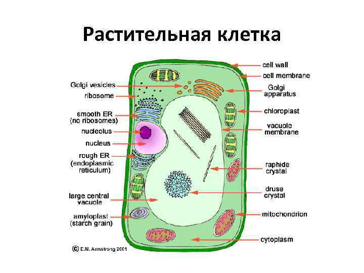 Растительная клетка 