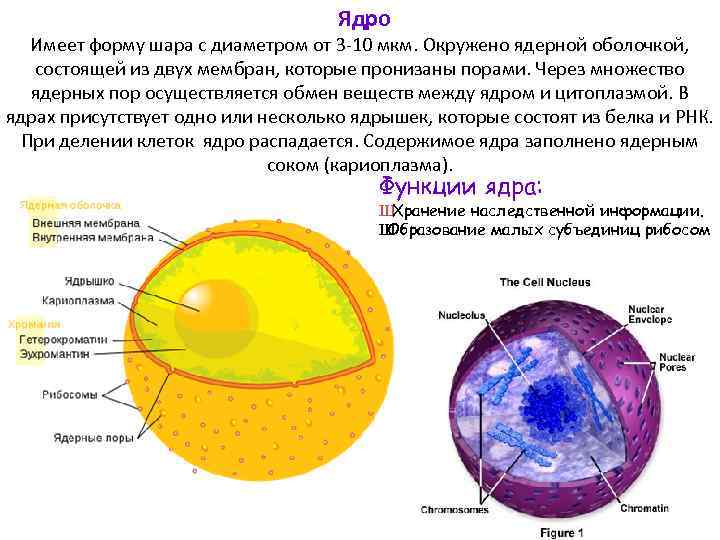 Ядро Имеет форму шара с диаметром от 3 -10 мкм. Окружено ядерной оболочкой, состоящей