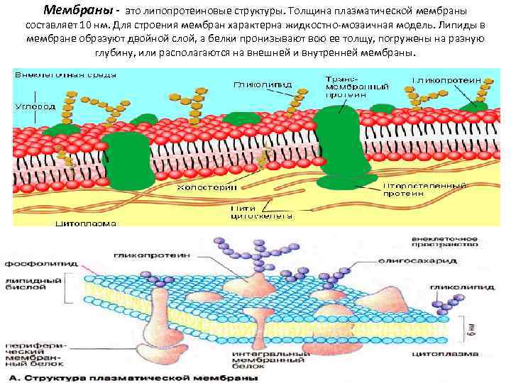 Строение мембраны липиды