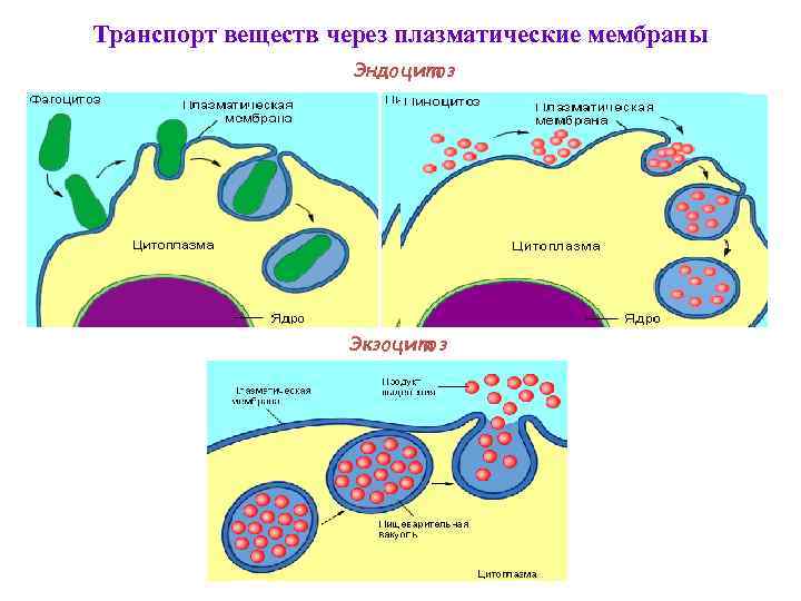 Транспорт веществ через плазматические мембраны Эндоцитоз Экзоцитоз 