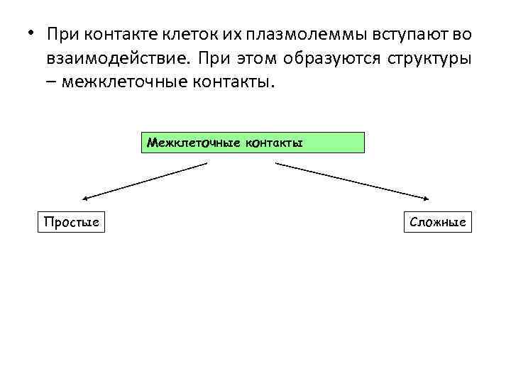  • При контакте клеток их плазмолеммы вступают во взаимодействие. При этом образуются структуры