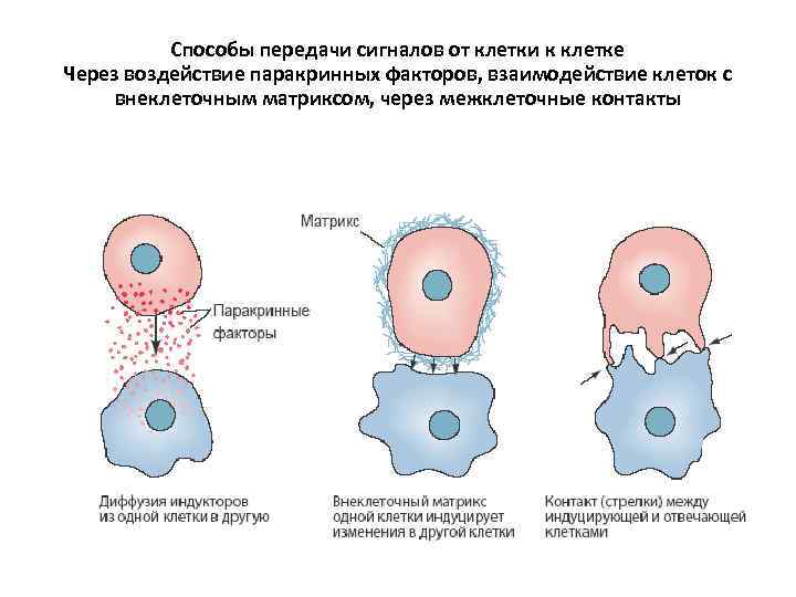 Способы передачи сигналов от клетки к клетке Через воздействие паракринных факторов, взаимодействие клеток с
