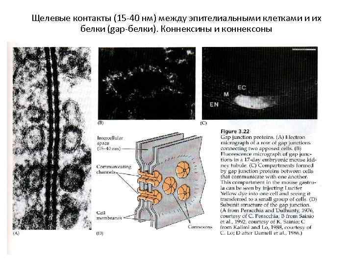 Щелевые контакты (15 -40 нм) между эпителиальными клетками и их белки (gap-белки). Коннексины и