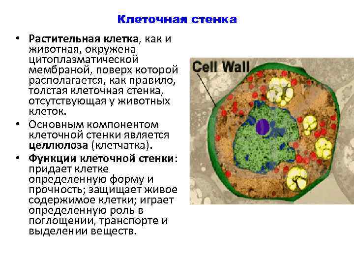 Есть ли клеточная стенка. Из чего состоит клеточная стенка животных. Из чего состоит стенка животной клетки. Клеточная стенка клетки животных. Основной компонент клеточной стенки животных.