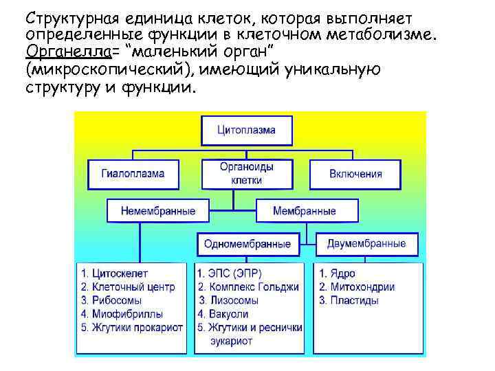 Структурная единица клеток, которая выполняет определенные функции в клеточном метаболизме. Органелла= “маленький орган” (микроскопический),