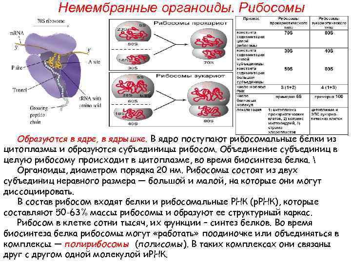 Синтез белков органелла. Рибосомы функции образования. Какая структура клетки образует рибосомы. Какой органоид образует рибосомы. Субъединицы рибосом образуются в.