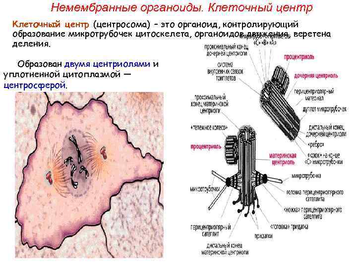 Мембрана центр