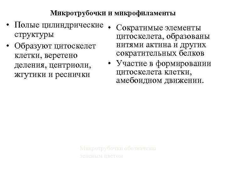 Микротрубочки и микрофиламенты • Полые цилиндрические • Сократимые элементы структуры цитоскелета, образованы нитями актина