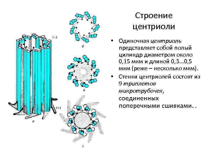 Строение центриоли • Одиночная центриоль представляет собой полый цилиндр диаметром около 0, 15 мкм