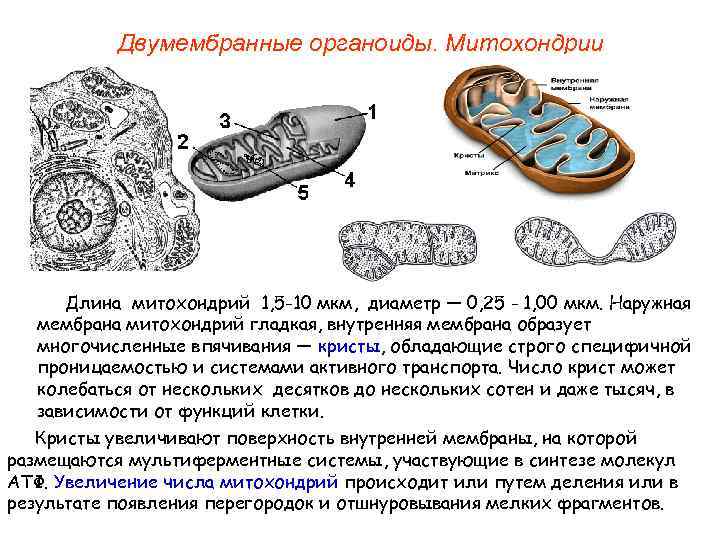Двумембранные органоиды. Митохондрии Длина митохондрий 1, 5 -10 мкм, диаметр — 0, 25 -