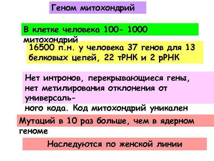 Геном митохондрий В клетке человека 100 - 1000 митохондрий 16500 п. н. у человека