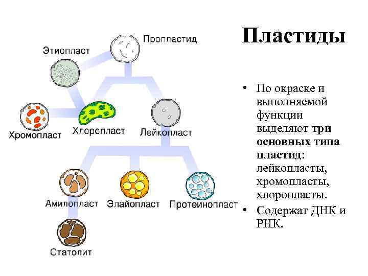 Пластиды • По окраске и выполняемой функции выделяют три основных типа пластид: лейкопласты, хромопласты,