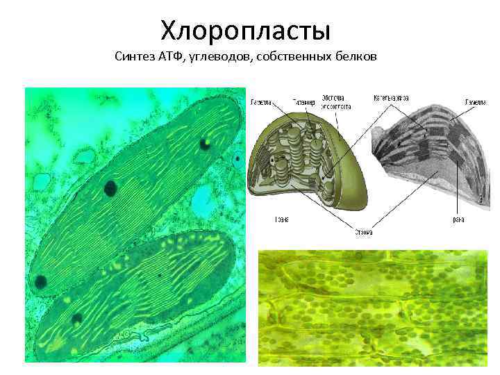 Хлоропласты Синтез АТФ, углеводов, собственных белков 