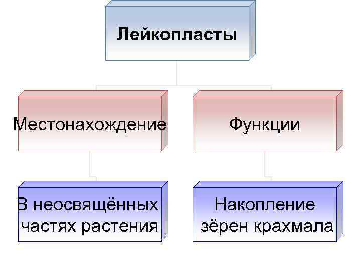 Лейкопласты Местонахождение Функции В неосвящённых частях растения Накопление зёрен крахмала 