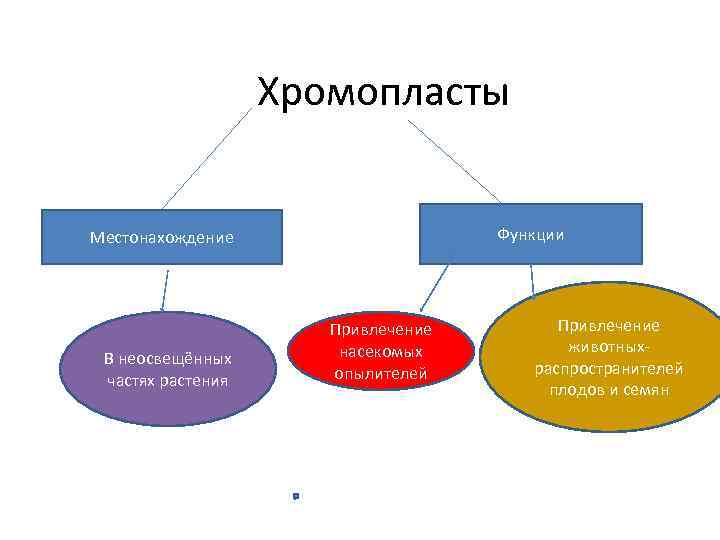 Хромопласты ч а с т я х х В неосвещённых частях растения р а