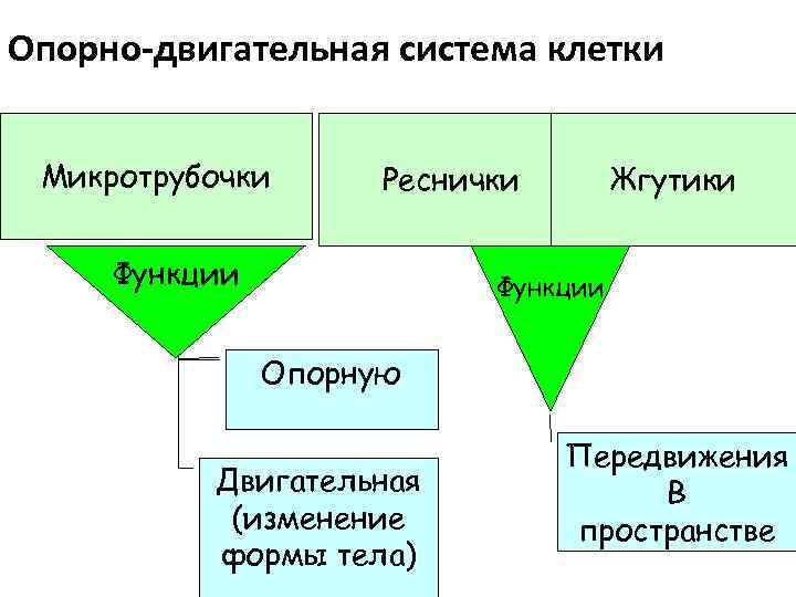Опорно-двигательная система клетки Микротрубочки Реснички Функции Жгутики Функции Опорную Двигательная (изменение формы тела) Передвижения