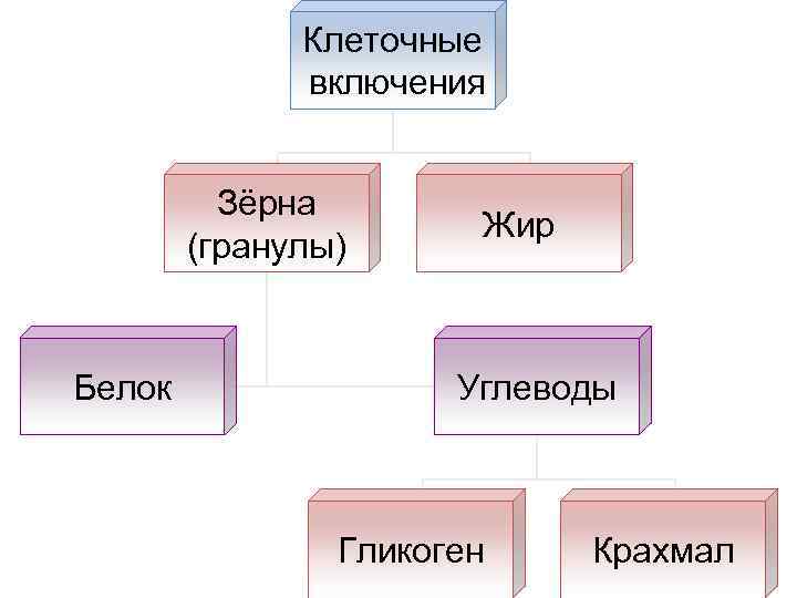 Клеточные включения Зёрна (гранулы) Белок Жир Углеводы Гликоген Крахмал 