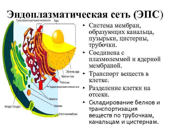 Эндоплазматическая сеть (ЭПС) • Система мембран, образующих канальца, пузырьки, цистерны, трубочки. • Соединена с