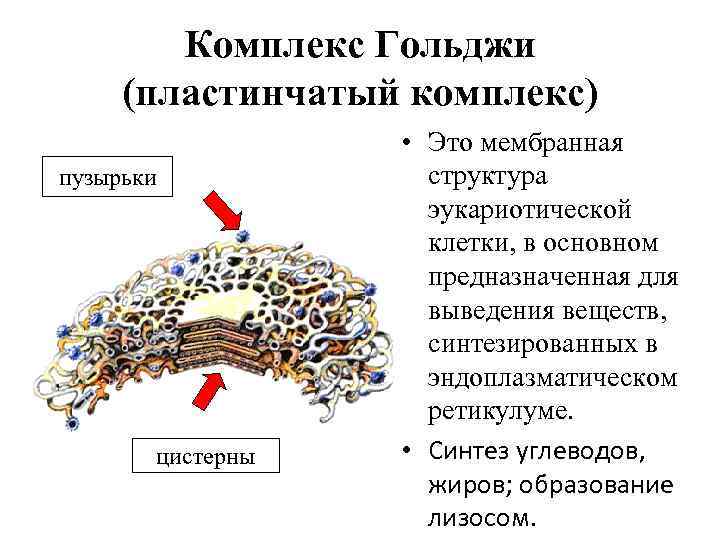 Комплекс гольджи особенности строения. Строение пластинчатый комплекс (комплекс Гольджи). Комплекс Гольджи Синтез жиров. Пластинчатый комплекс Гольджи функции гистология. Структурно-функциональная единица комплекса Гольджи.