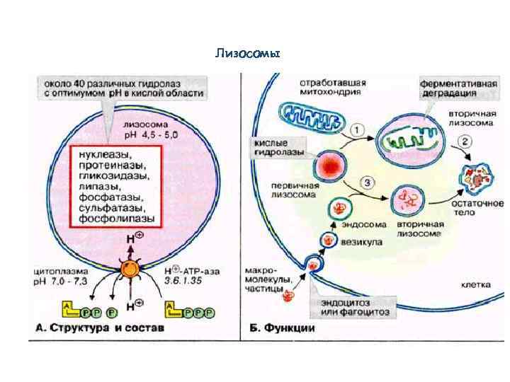 Лизосомы 