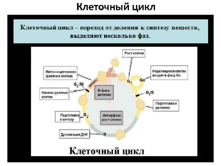 Клеточный цикл 