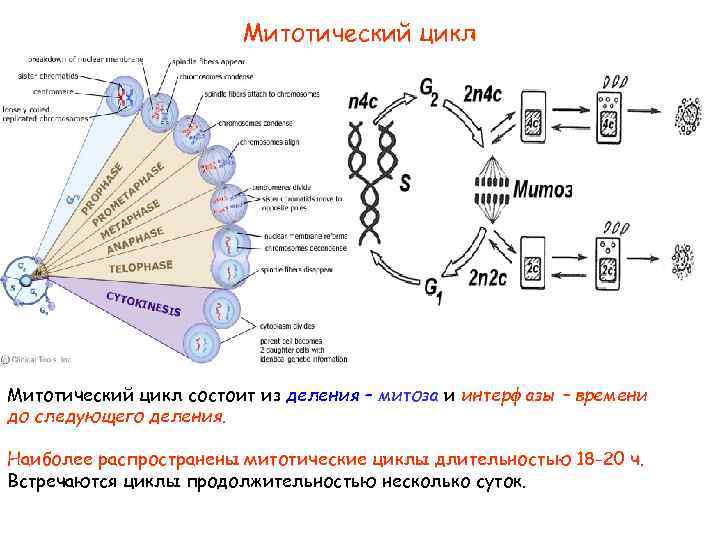 Митотический цикл деления клетки. Митотический цикл клетки интерфаза. Характеристика фаз митотического цикла. Характеристика периодов и фаз митотического цикла. Митотический цикл клетки схема.