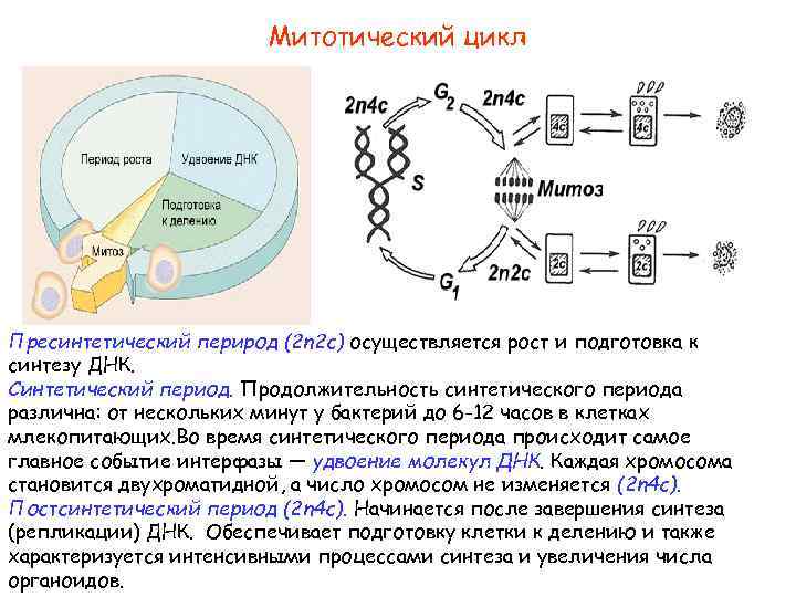 Митотический цикл Пресинтетический перирод (2 n 2 c) осуществляется рост и подготовка к синтезу