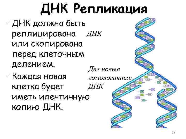ДНК Репликация üДНК должна быть реплицирована ДНК или скопирована перед клеточным делением. Две новые