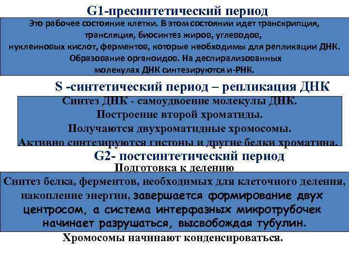 G 1 -пресинтетический период Это рабочее состояние клетки. В этом состоянии идет транскрипция, трансляция,