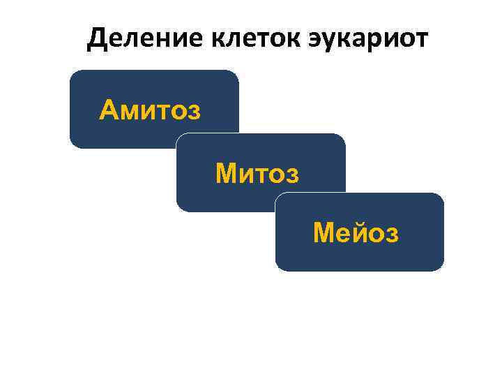 Деление клеток эукариот Амитоз Мейоз 