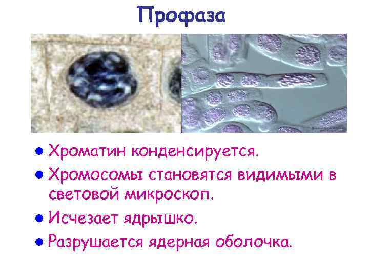Профаза l Хроматин конденсируется. l Хромосомы становятся видимыми в световой микроскоп. l Исчезает ядрышко.