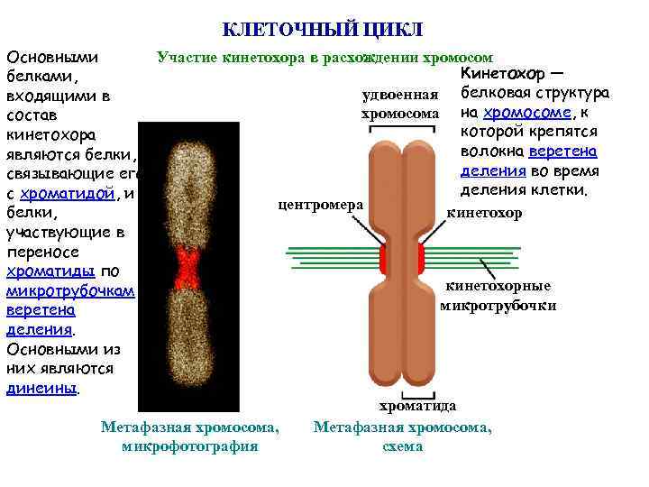 КЛЕТОЧНЫЙ ЦИКЛ Основными Участие кинетохора в расхождении хромосом Кинетохор — белками, удвоенная белковая структура