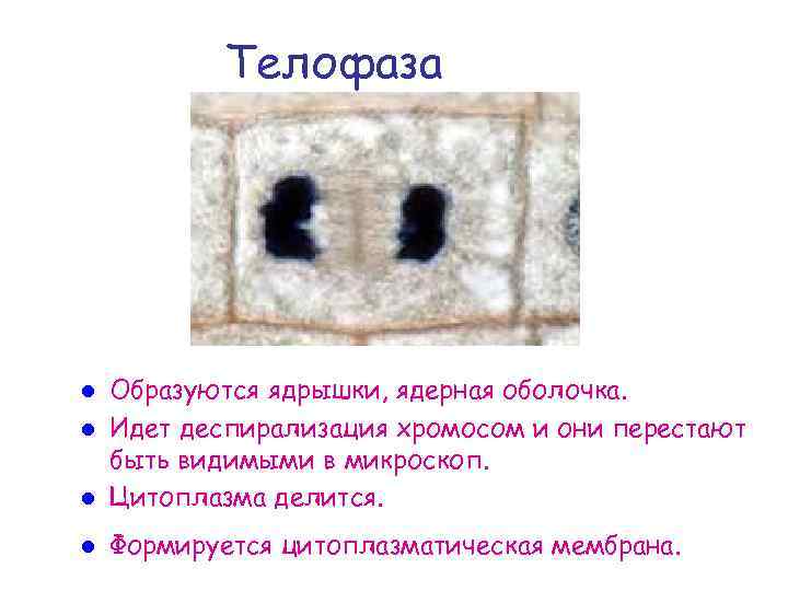 Телофаза Образуются ядрышки, ядерная оболочка. l Идет деспирализация хромосом и они перестают быть видимыми
